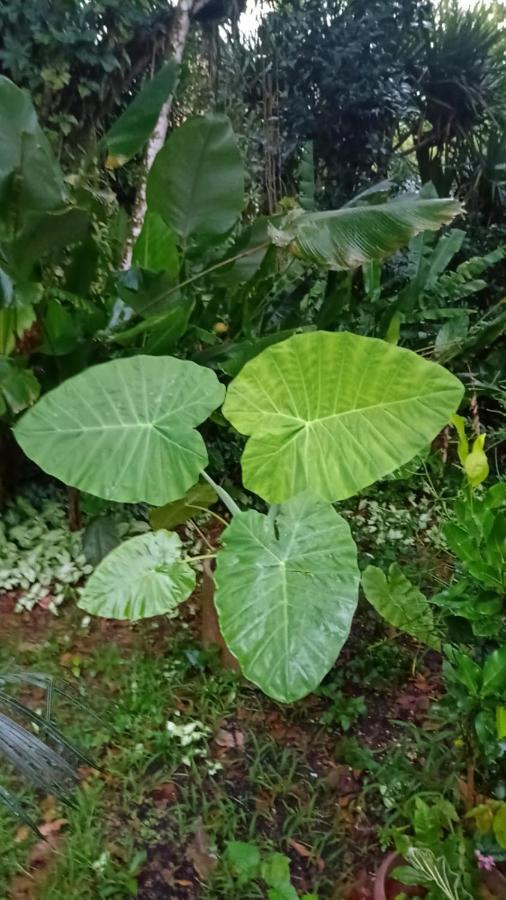 فندق كامبوريفي  Quintal Da Mata المظهر الخارجي الصورة